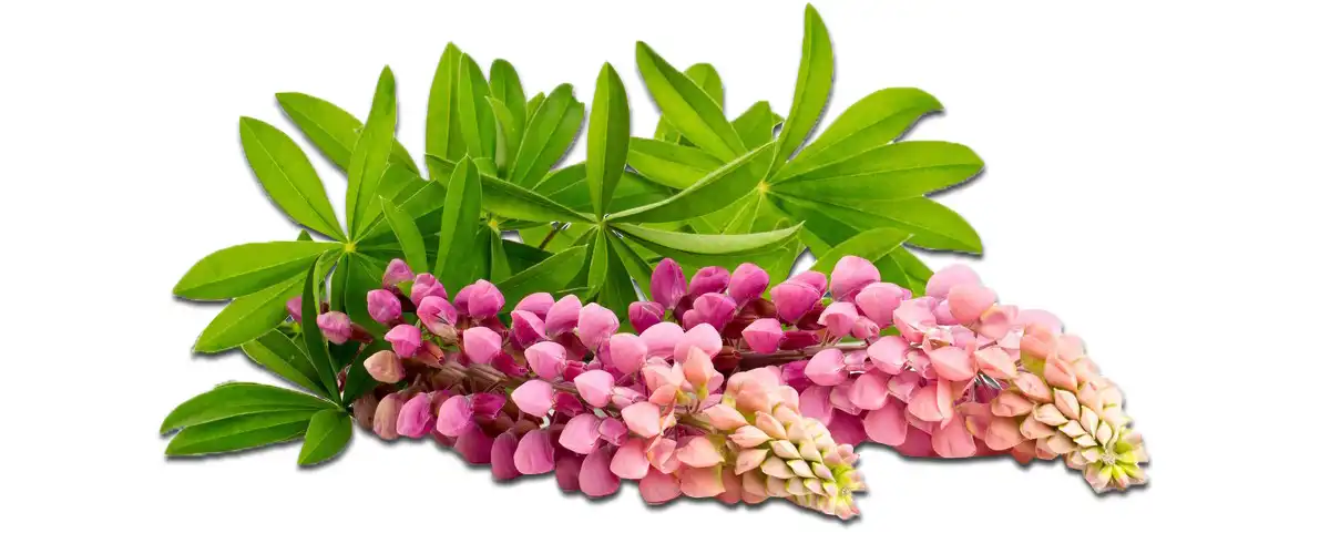 Lupinus Albus.jpg